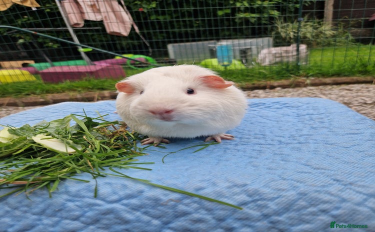 Guinea Pig rodents in Darwen - Advert 5