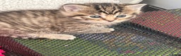 Mixed Breed cats for sale: CLEMENTINE’S CUTIES - (MUM with BENGAL)   - Advert 18