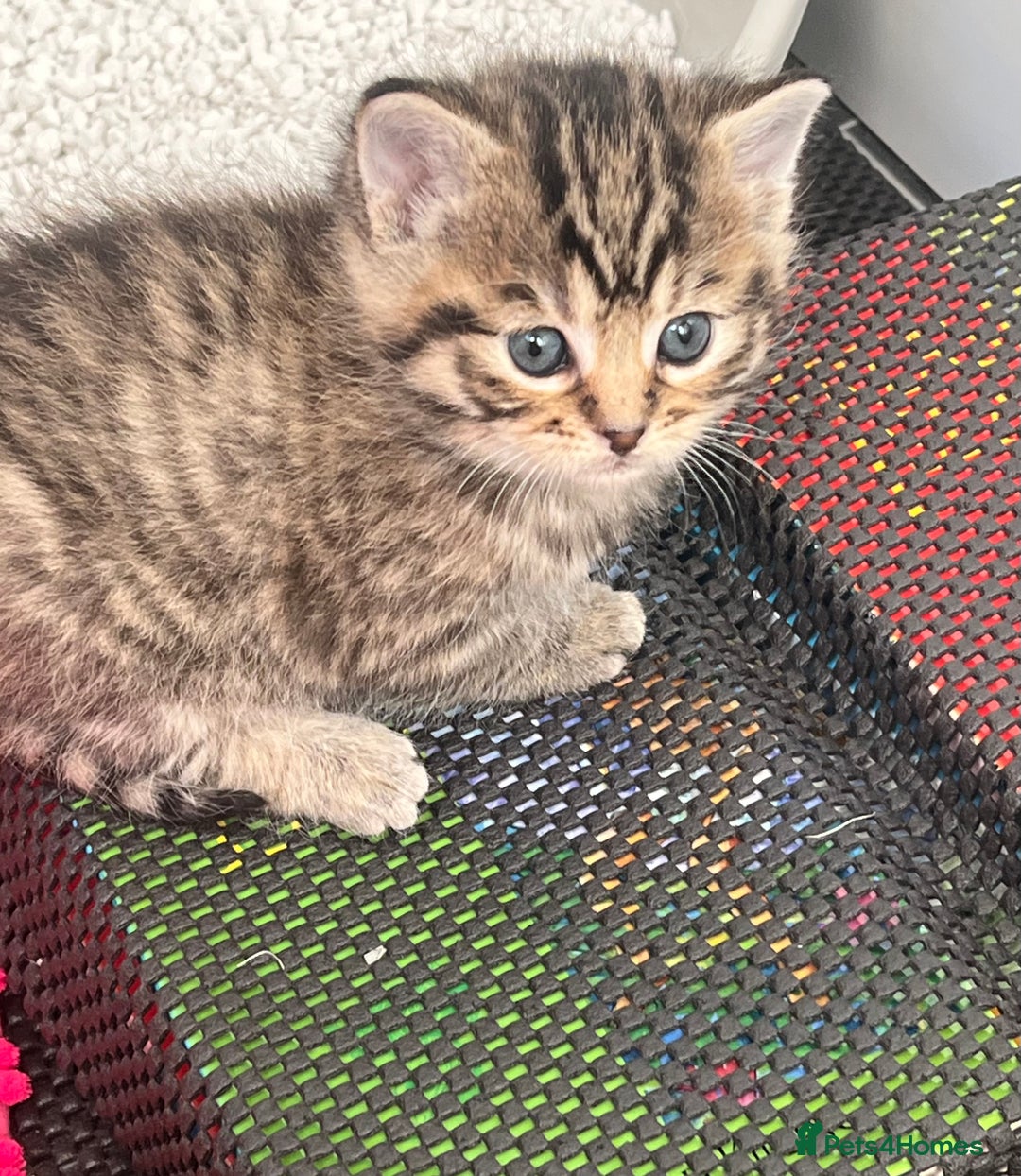 Mixed Breed cats for sale: CLEMENTINE’S CUTIES - (MUM with BENGAL)   - Advert 18