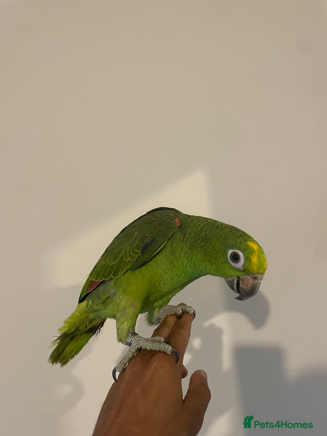 Parrots birds for sale: SILLY TAME HAND REARED BABY YELLOW CROWNED AMAZON - Advert 2