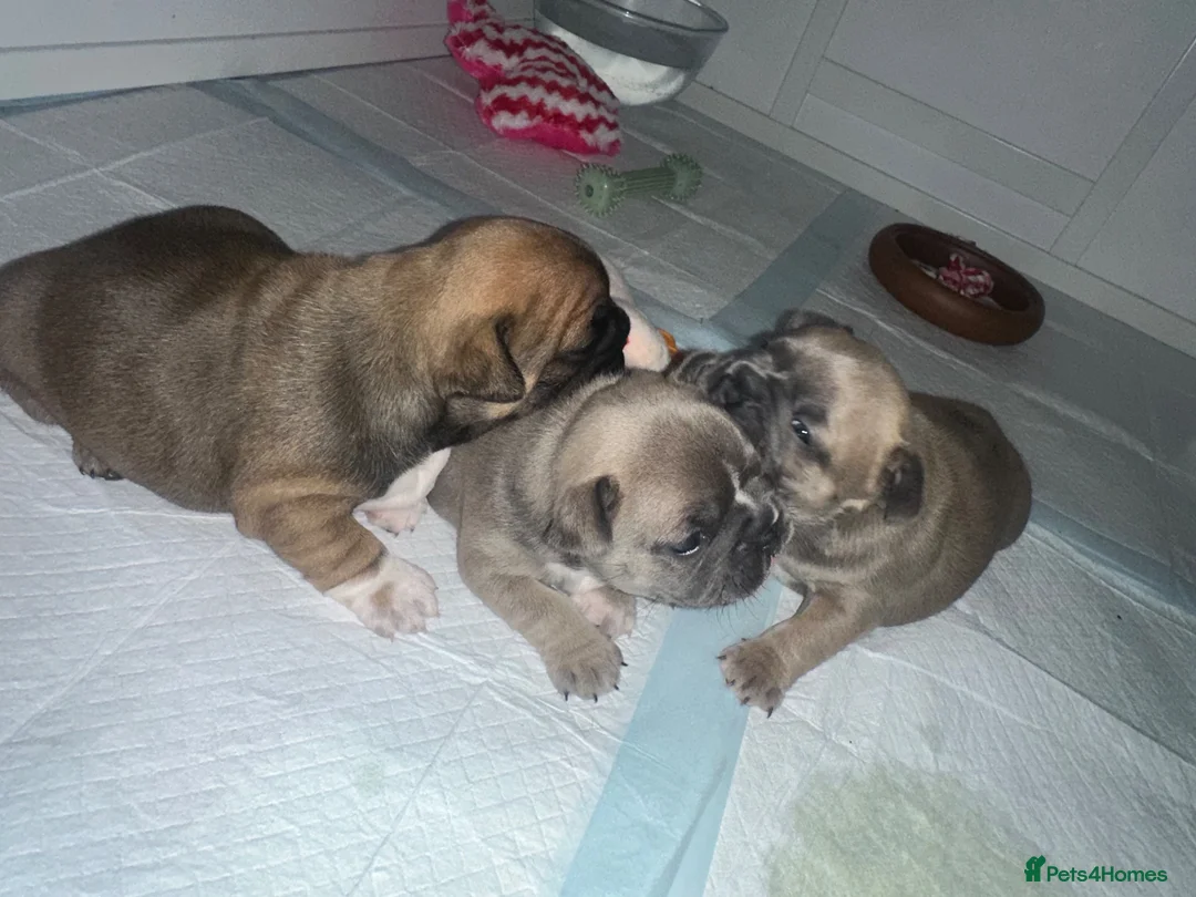 French Bulldog dogs for sale: L4 FLUFFY FRENCH BULLDOG PUPPIES — 2 AVAILABLE  - Advert 2