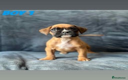 Boxer dogs for sale: BEAUTIFUL BOXER PUPPIES (HEARTSCORED PARENTS) - Image 2