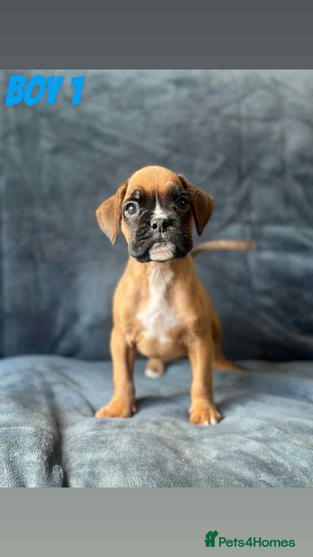 Boxer dogs for sale: BEAUTIFUL BOXER PUPPIES (HEARTSCORED PARENTS) - Image 2