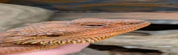 Bearded Dragon reptiles for sale: Red Male Bearded Dragon for sale  - Advert 5