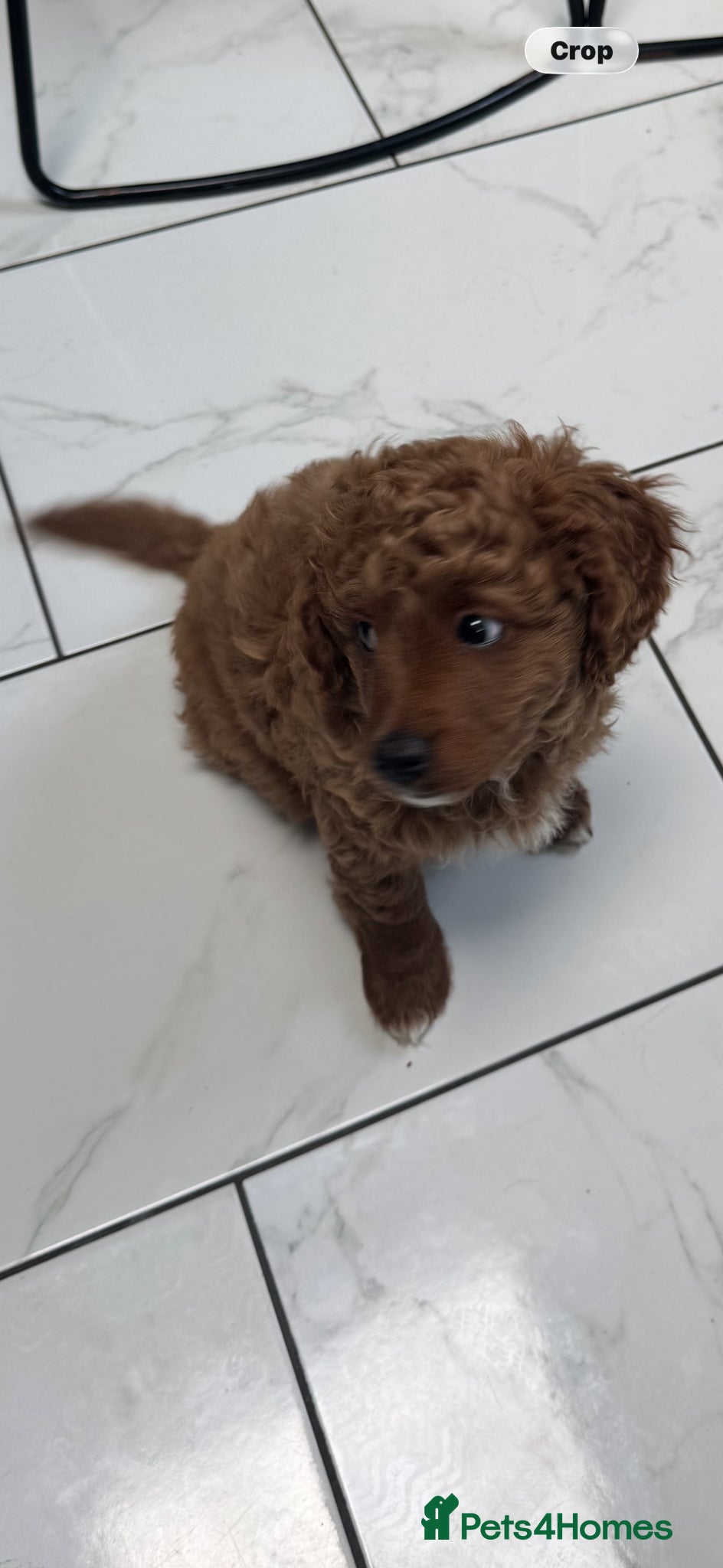 Cavapoo dogs  Fully vaccinated ready for their forever home.  - Advert 2