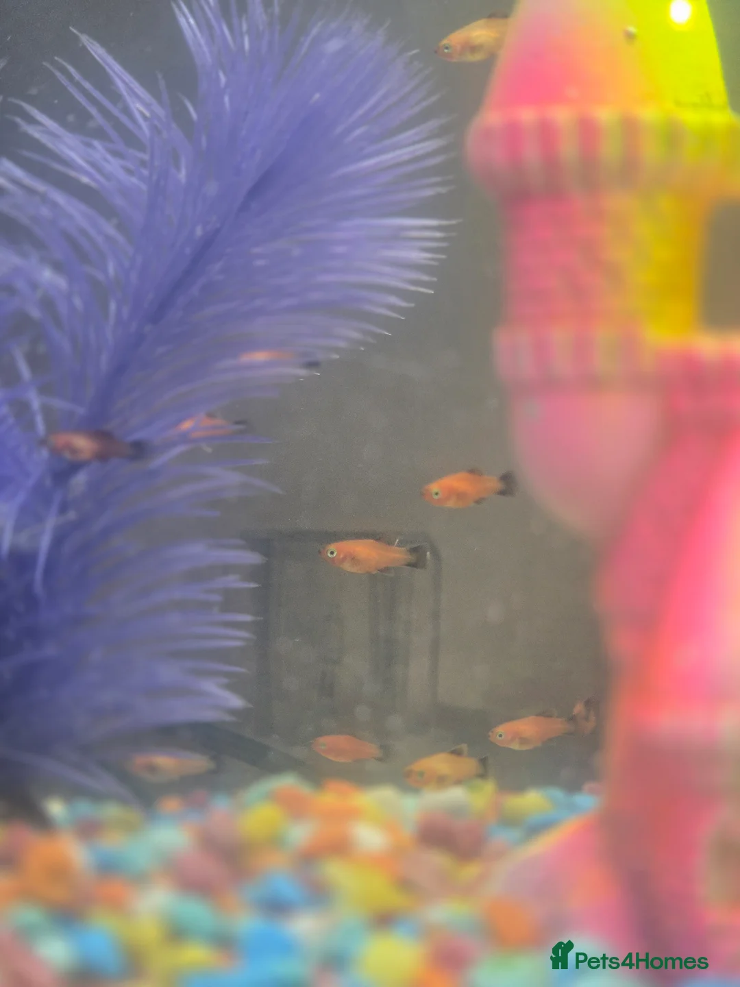 Goldfish fish for sale: Gold Wag Platy Tropical Fish FREE - Advert 3