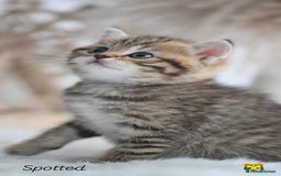 British Shorthair cats for sale: Beautiful golden British shorthair kittens - Image 2