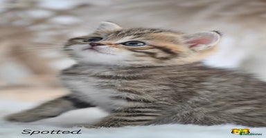 British Shorthair cats - Advert 16