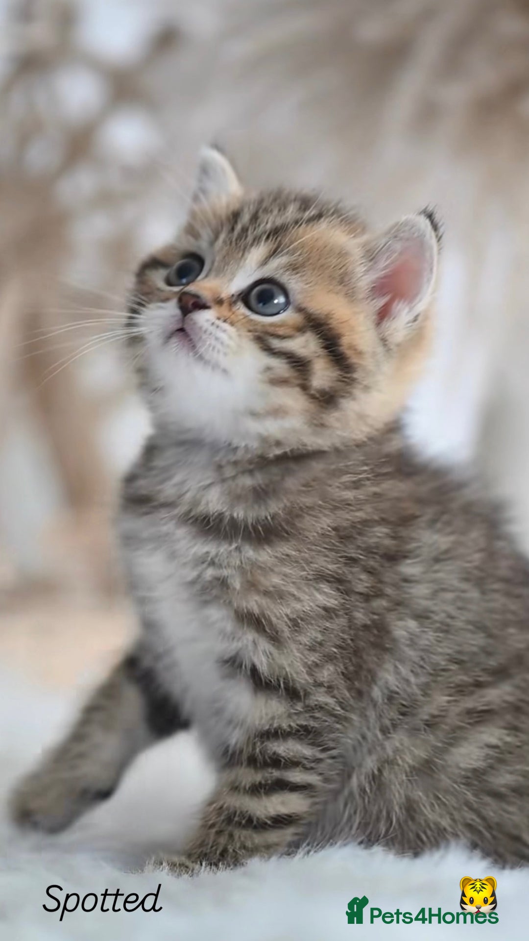 British Shorthair cats for sale: Beautiful golden British shorthair kittens - Image 2