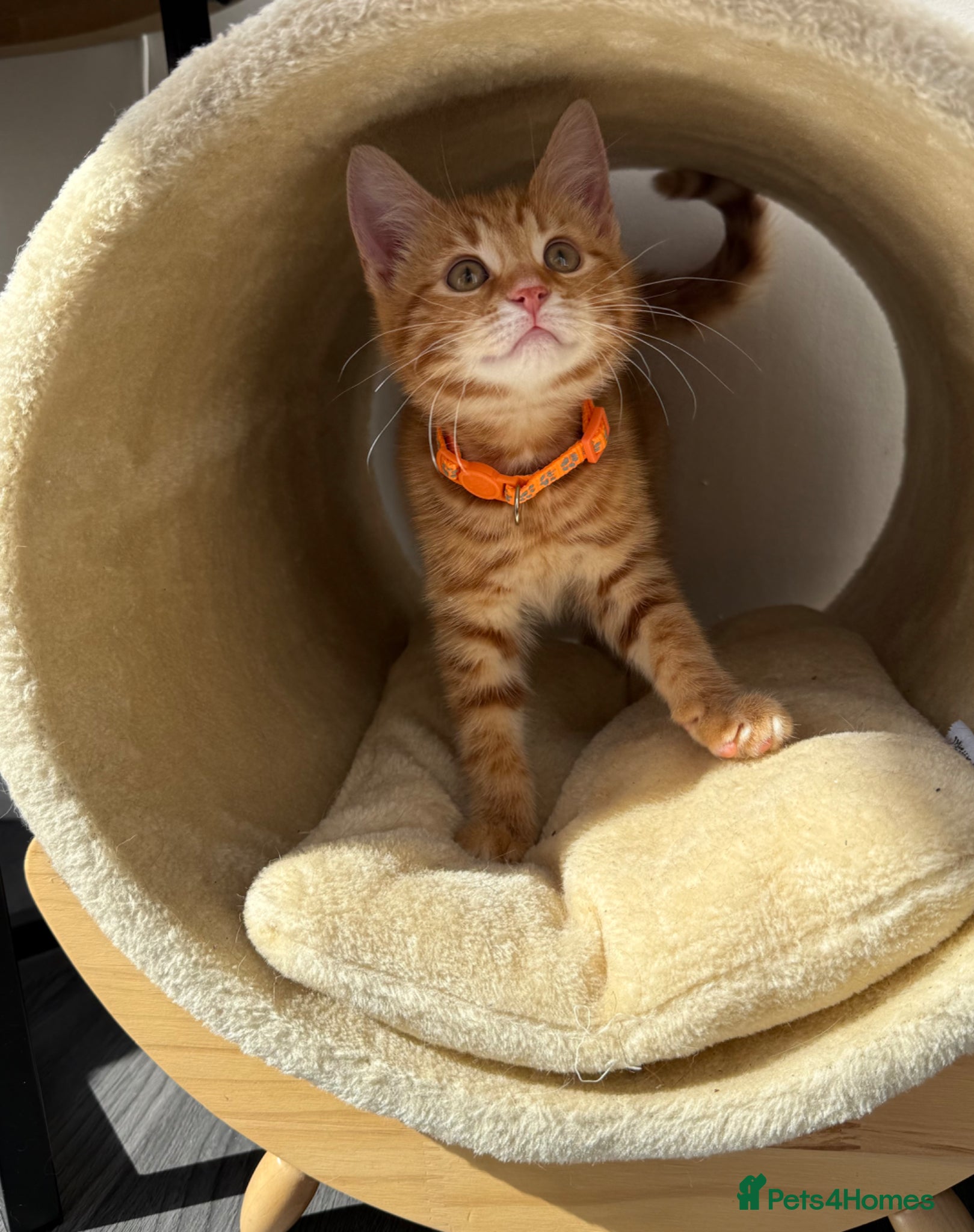 Mixed Breed cats for sale: ** ginger male **  - Advert 3