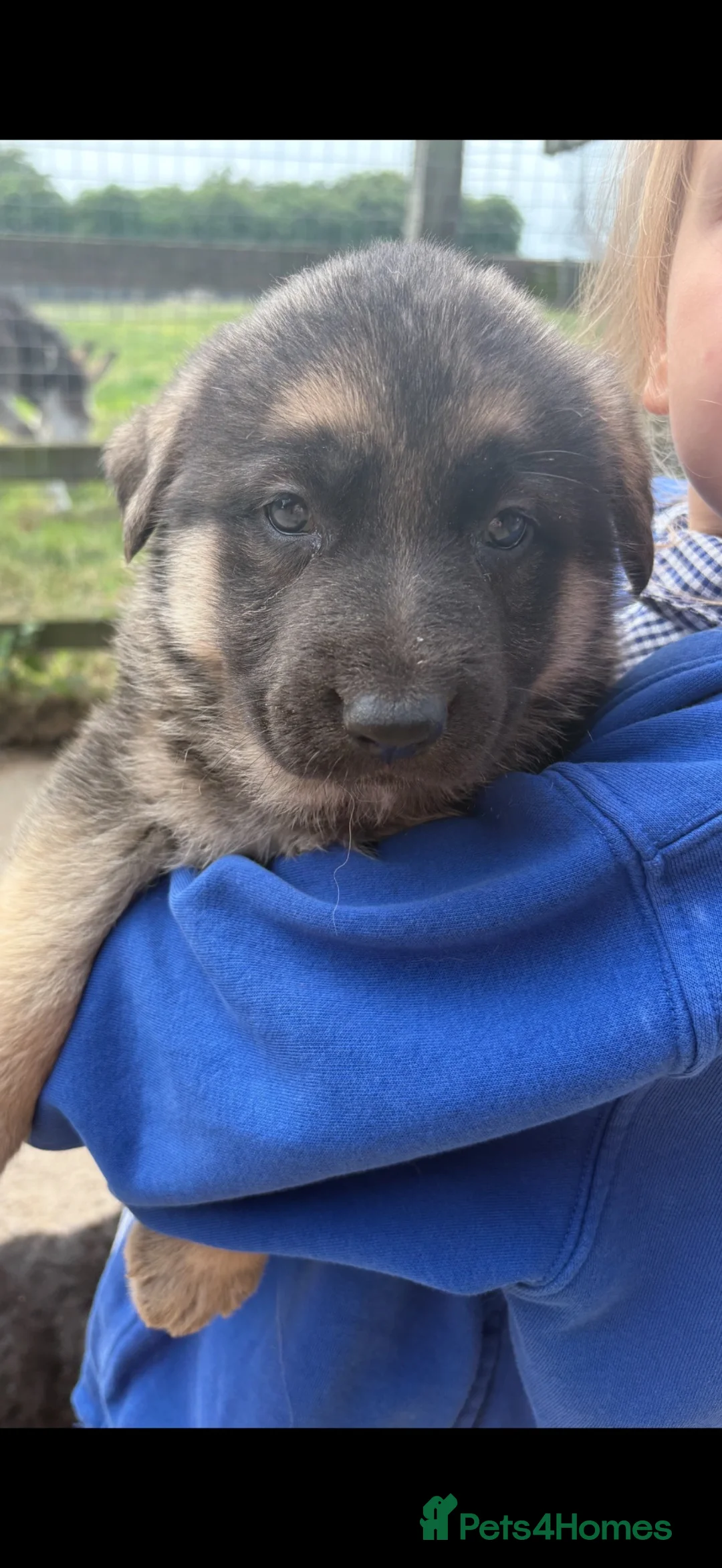 German Shepherd dogs for sale: Gorgeous  Home Bred German Shepherd Girls - Advert 38