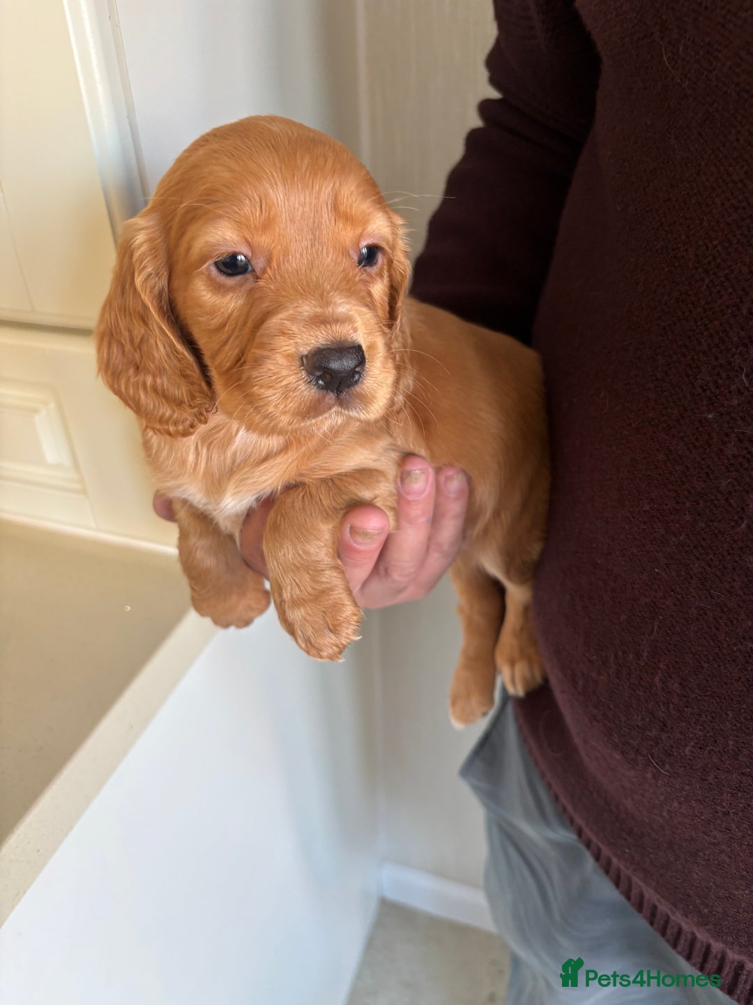 Cocker Spaniel dogs for sale: Litter of KC registered Working cocker spaniels - Advert 6