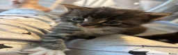 Maine Coon cats for sale: Beautiful Maine coon kittens - Advert 6