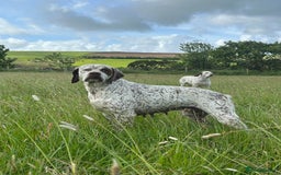 Pointer dogs for sale: French Pointer - Braque du Bourbonnais 🇫🇷  - Image 20