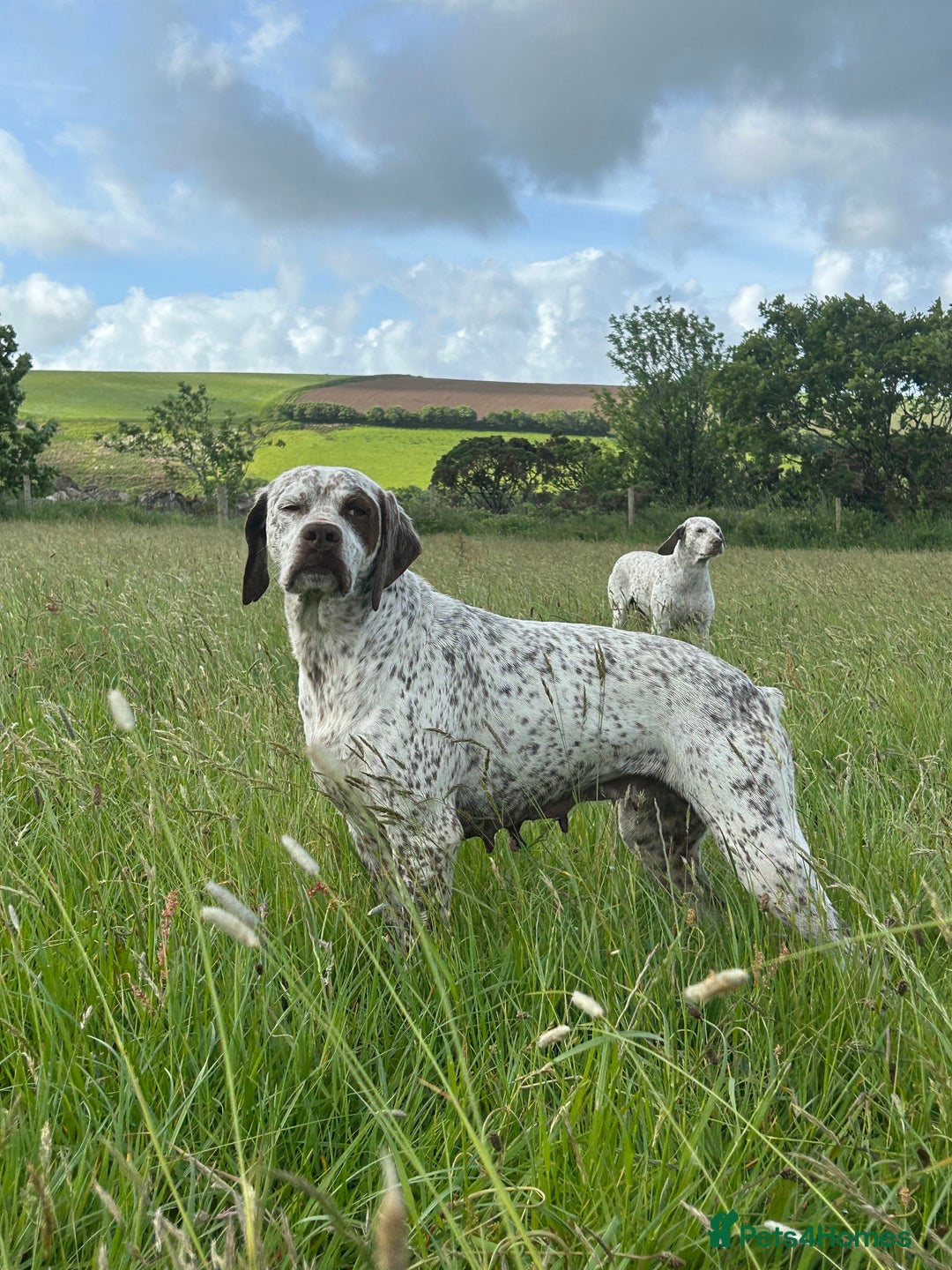 Pointer dogs for sale: French Pointer - Braque du Bourbonnais 🇫🇷  - Image 20