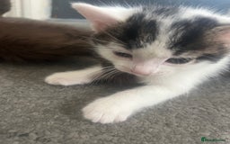 British Shorthair cats for sale: Beautiful white and tabby kitten  - Image 2