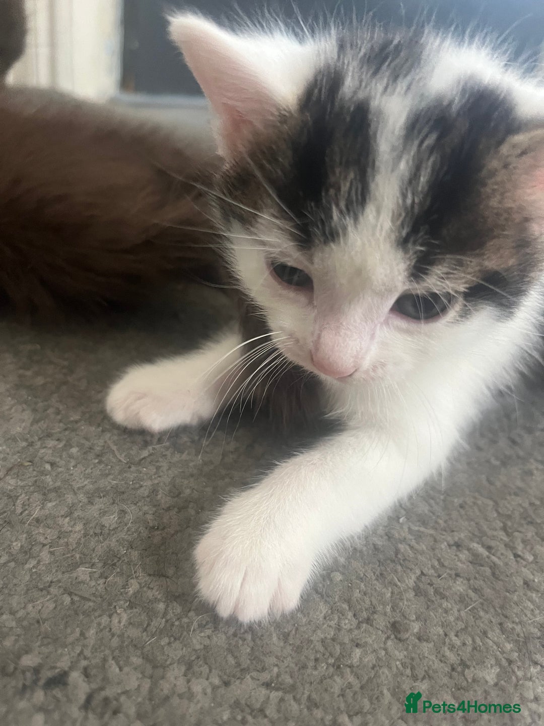 British Shorthair cats for sale: Beautiful white and tabby kitten  - Image 2