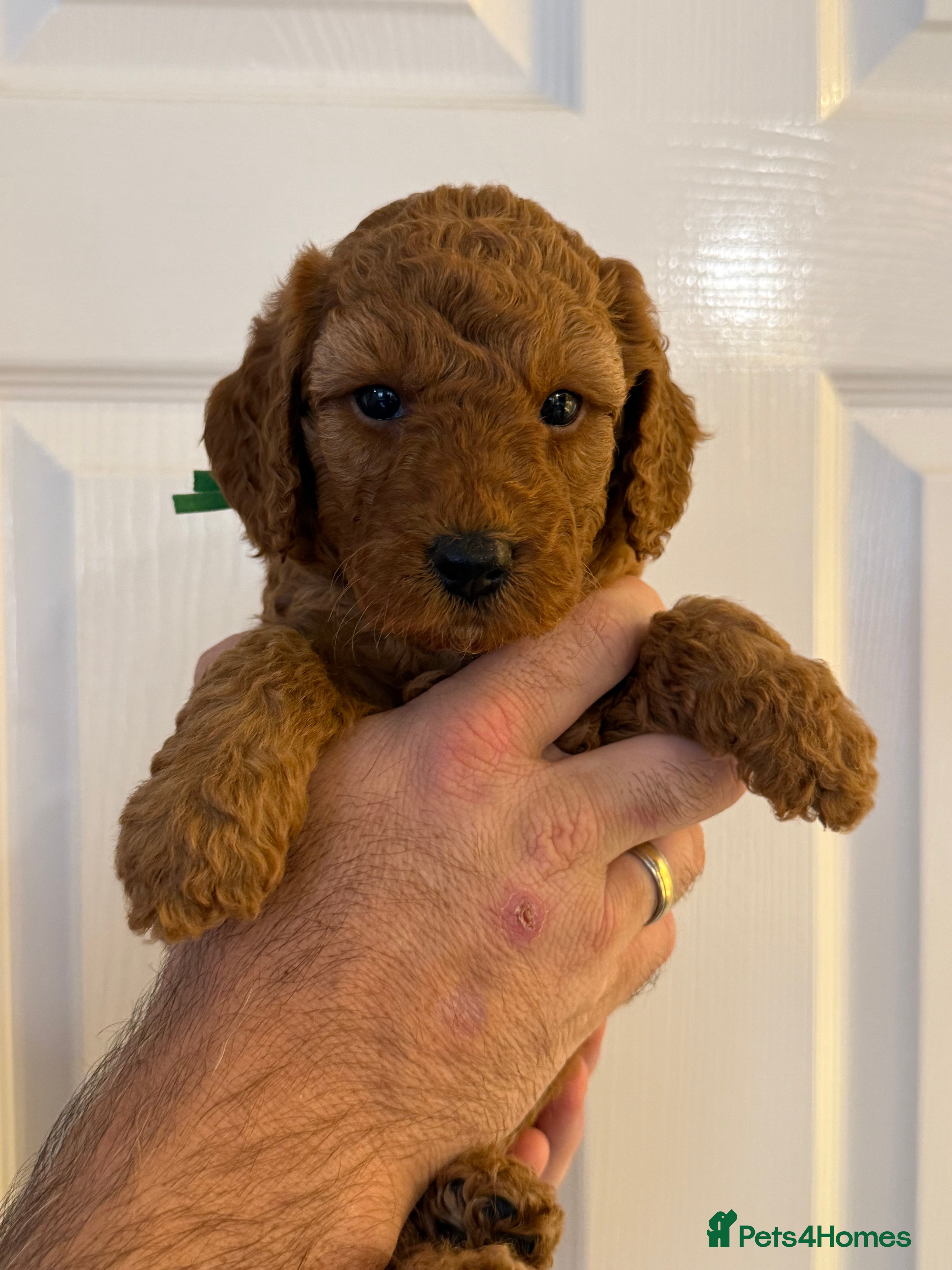 Labradoodle dogs F1BB Miniature Labradoodle Puppies – Home Raised - Advert 2