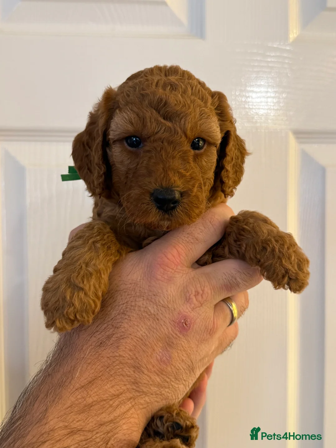 Labradoodle dogs for sale: F1BB Miniature Labradoodle Puppies – Home Raised - Advert 2