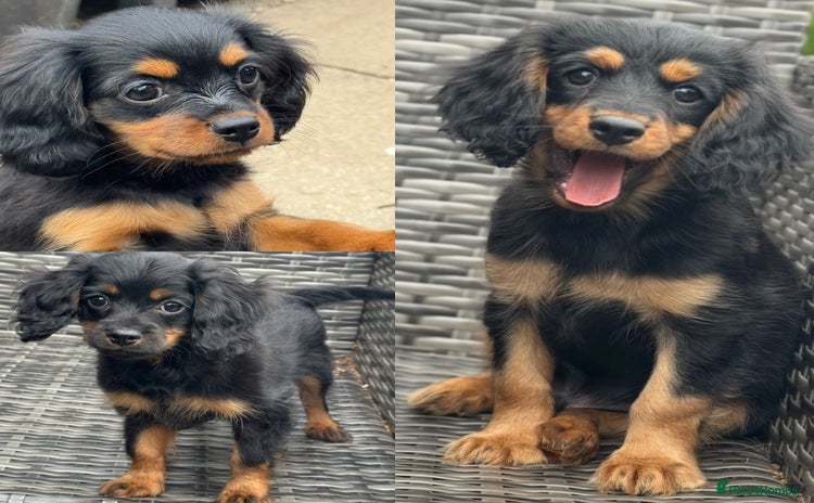 Cavapoo dogs - Advert 9