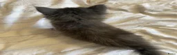 Maine Coon cats for sale: Maine coon kittens for sale  - Advert 9