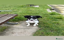 Mixed Breed dogs for sale: New home needed.  - Image 9