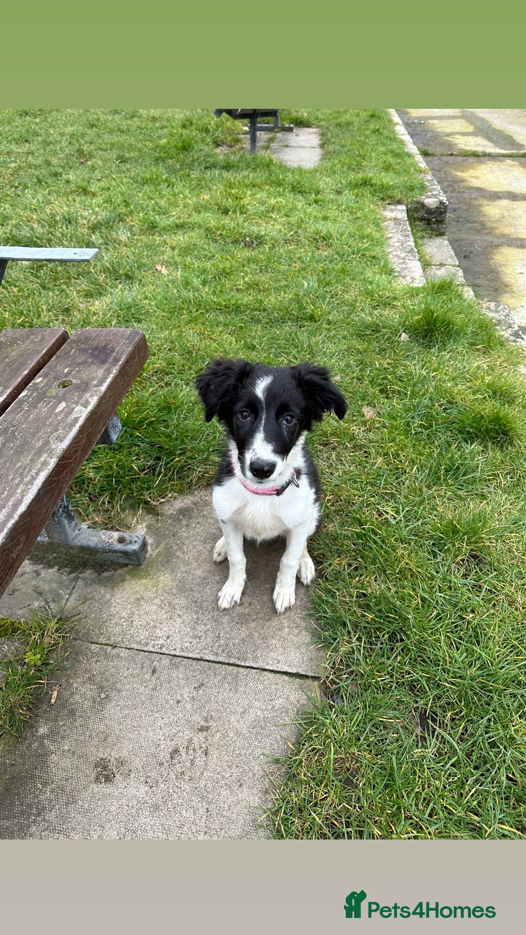 Mixed Breed dogs for sale: New home needed.  - Image 9