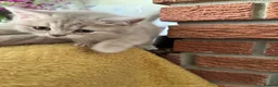 British Shorthair cats for sale: Ready Now British Shorthair kittens - Advert 14
