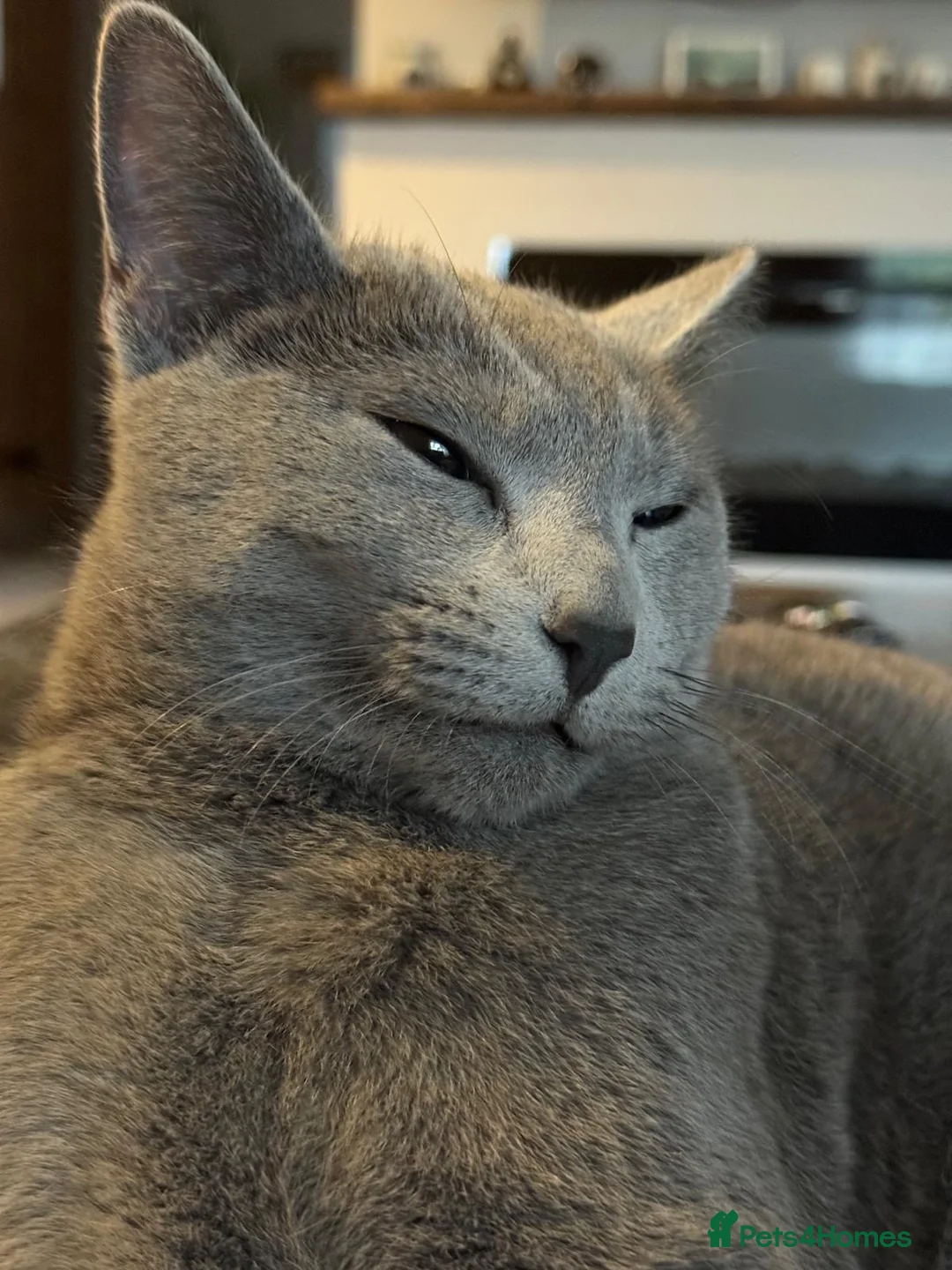 Russian Blue cats for sale: Russian Blue kittens (10 month sisters) - Advert 5