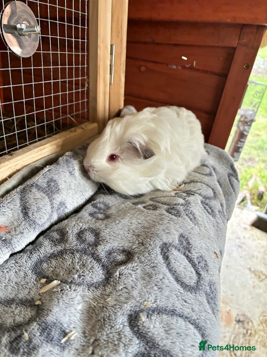 Guinea Pig rodents for sale: Baby pigs for sale !  - Advert 4