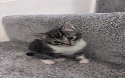 Mixed Breed cats for sale: Beautiful tabby’s  - Advert 1