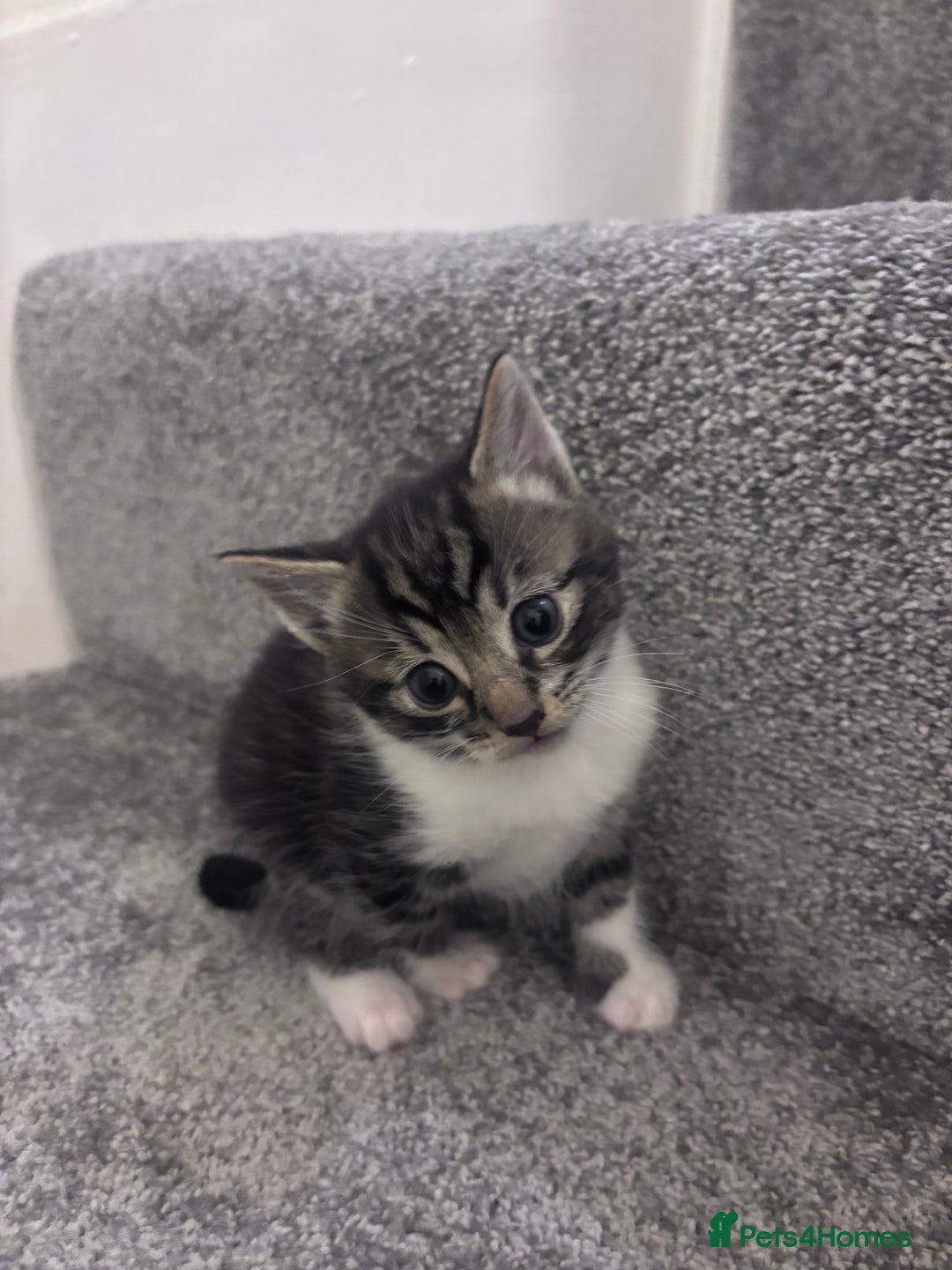 Mixed Breed cats for sale: Beautiful tabby’s  - Advert 1