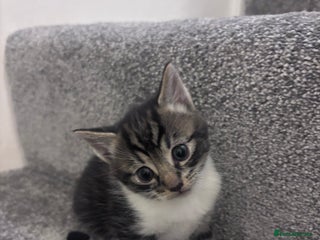 Mixed Breed cats for sale: Beautiful tabby’s - Advert 1