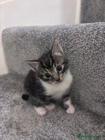 Mixed Breed cats Beautiful tabby’s - Advert 3