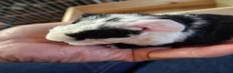 Guinea Pig rodents for sale: Georgous long haired Texel & Merino guinea pigs - Advert 10