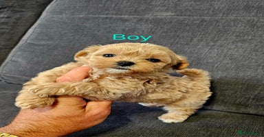 Maltipoo dogs - Advert 4