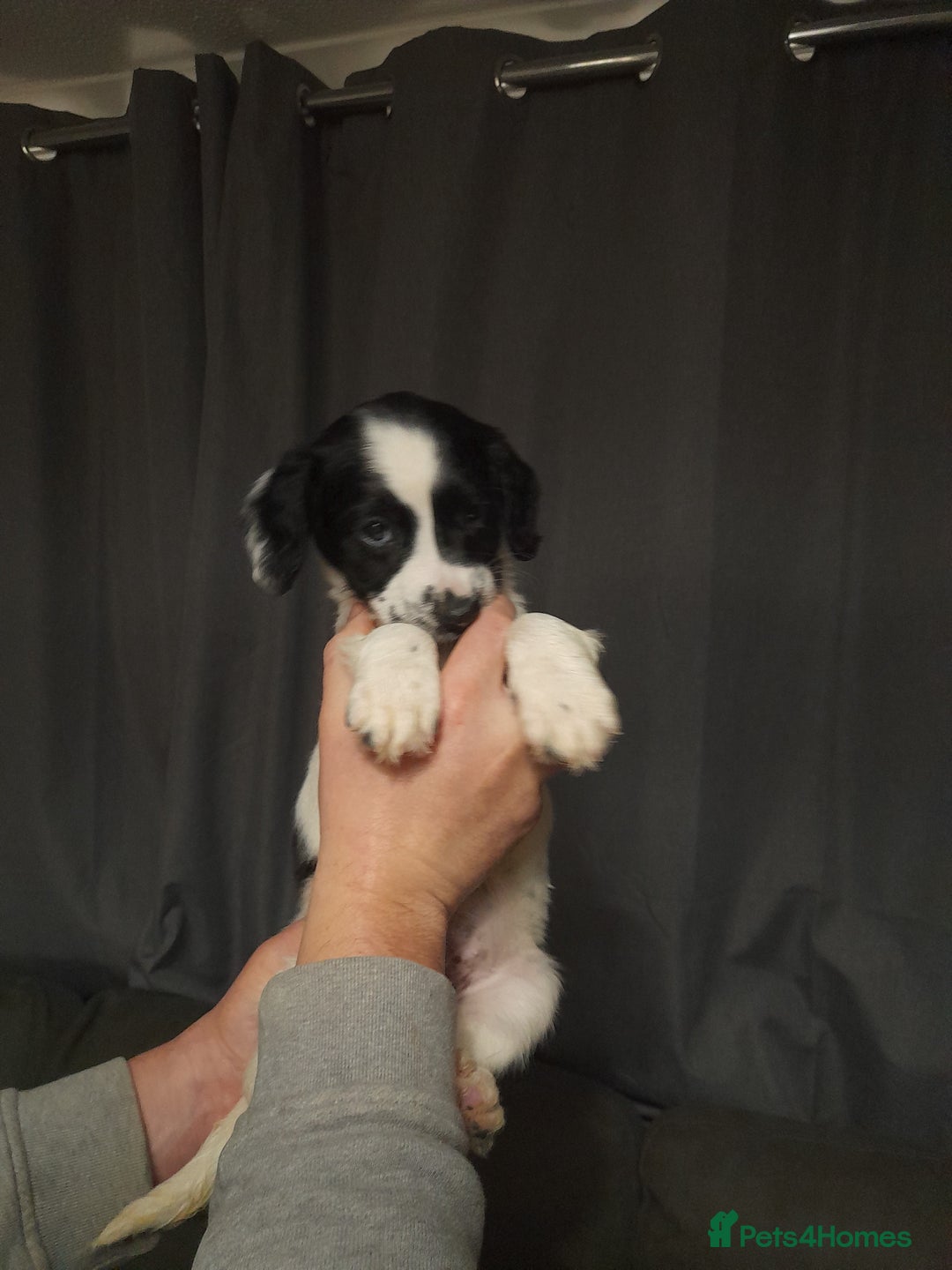 Springador dogs for sale: Springador puppys - Advert 15