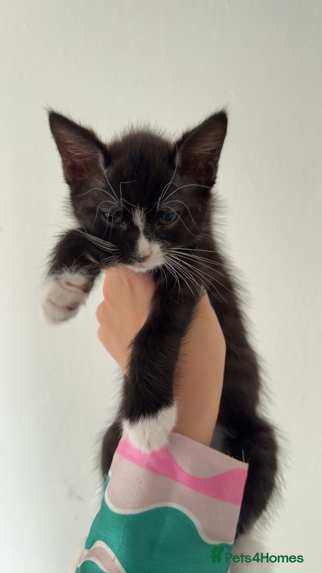 Mixed Breed cats 4 KITTENS READY TO LEAVE   - Advert 21