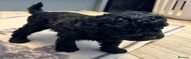 Miniature Poodle 1