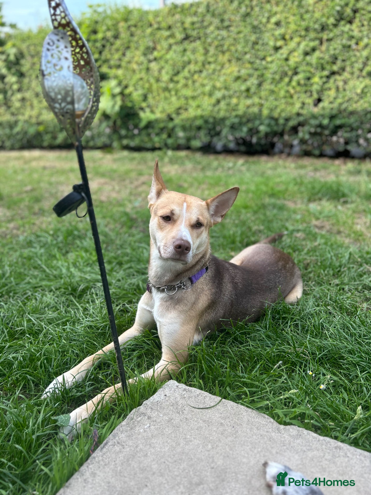 Mixed Breed dogs Beautiful Husky cross for Rehoming - Advert 1