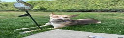 Mixed Breed dogs for sale: Beautiful Husky cross for Rehoming - Advert 1