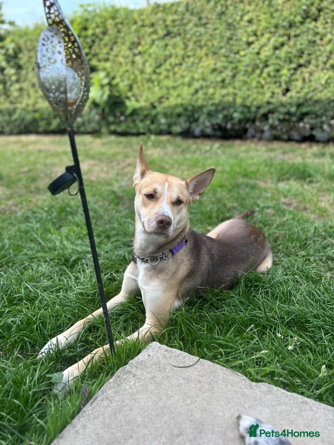 Mixed Breed dogs for sale: Beautiful Husky cross for Rehoming - Advert 1