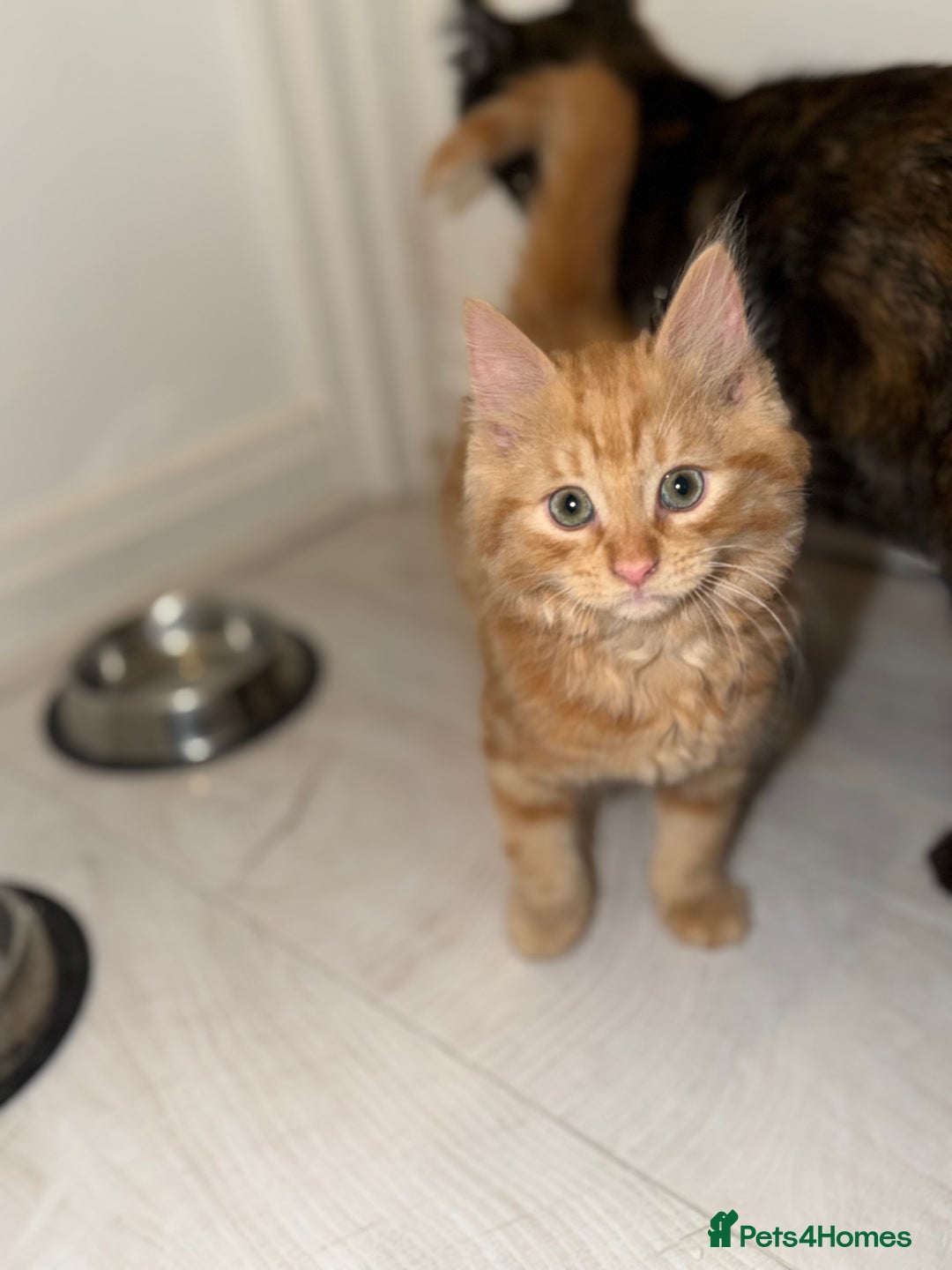 Ragdoll cats for sale: 4 Adorable Ragdoll x Persian Kittens Ready To Go‼️ - Advert 2