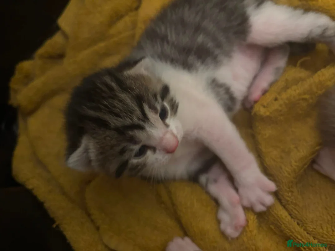 Domestic Shorthair cats for sale: kittens for sale - Advert 2