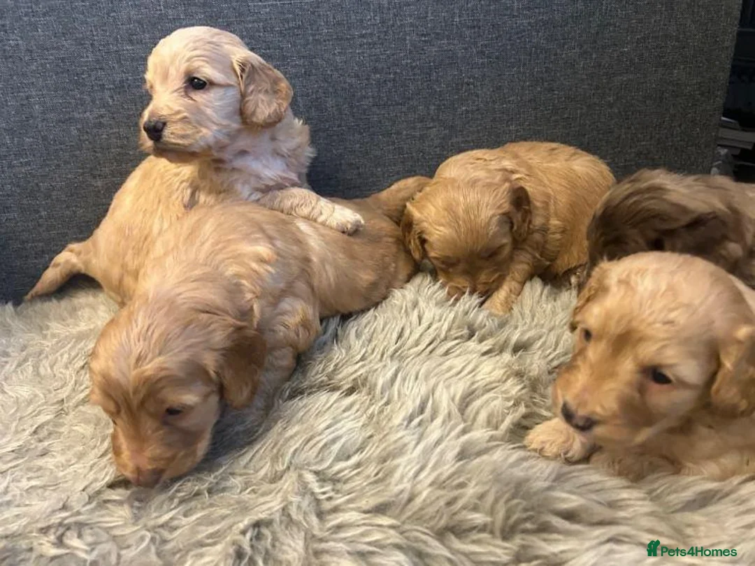 Cockapoo dogs for sale: Playful Litter of Cockapoo Puppies available in London - Advert 1
