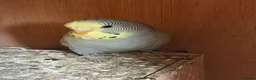 Budgerigars birds for sale: Hand tame baby budgies - Advert 4