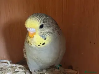 Budgerigars birds baby budgie - Advert 16