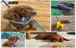 Mixed Breed dogs for sale: Cockapoo/Cavapoo Mix Puppies Available 10 Nov 25 - Image 6