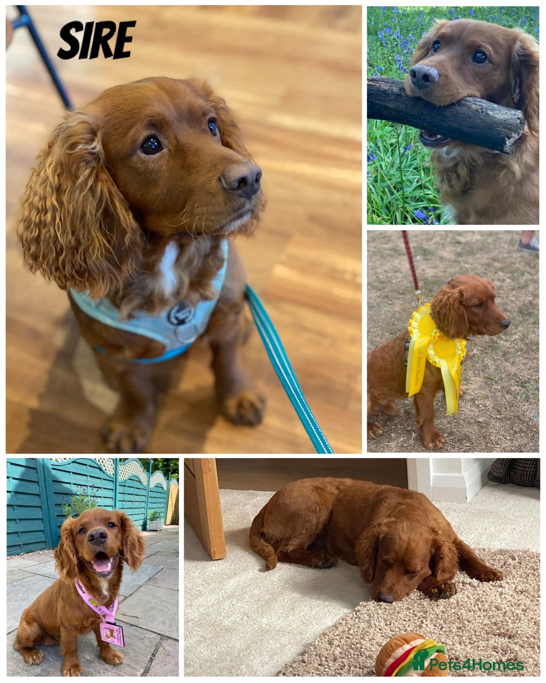 Mixed Breed dogs for sale: Cockapoo/Cavapoo Mix Puppies Available 10 Nov 25 - Image 6