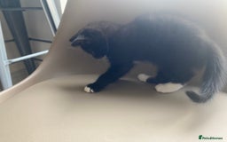 British Shorthair cats for sale: RESERVED - 2 boys needing forever homes  - Image 6